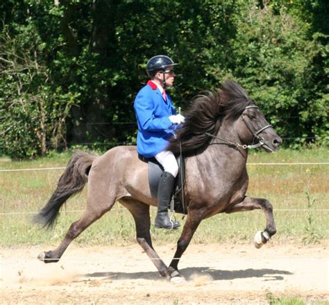 Icelandic Horse Colours – Icelandic Horse Society of Great Britain – IHSGB