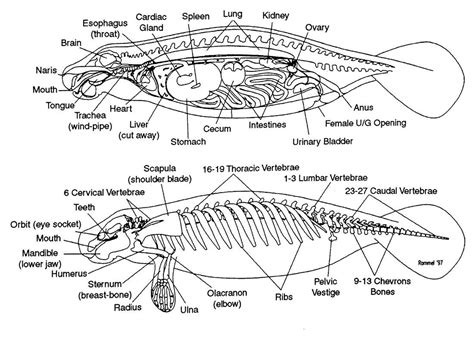 Pin by Kenneth Fish on manatee | Thoracic vertebrae, Anatomy, Manatee