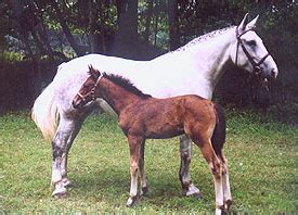 Breeder of quality Irish Draught and Irish Sport Horses