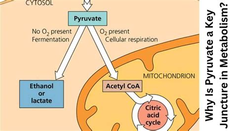 Why Is Pyruvate a Key Juncture in Metabolism? - Biology Educare