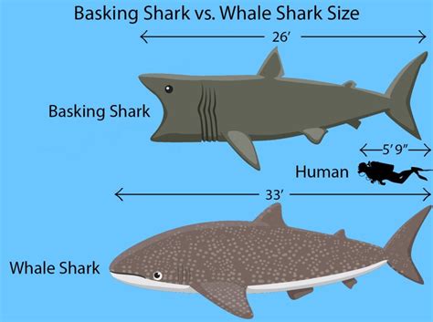 Basking Shark vs. Whale Shark: The Oceans' Biggest Fish