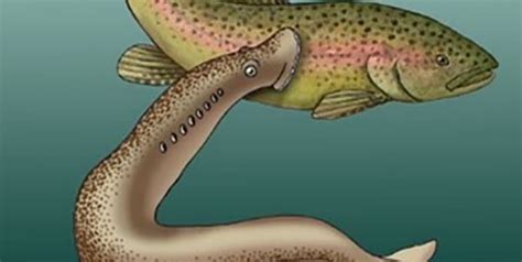 Invasive Sea Lamprey in the Great Lakes | Fish Tales for Ohio