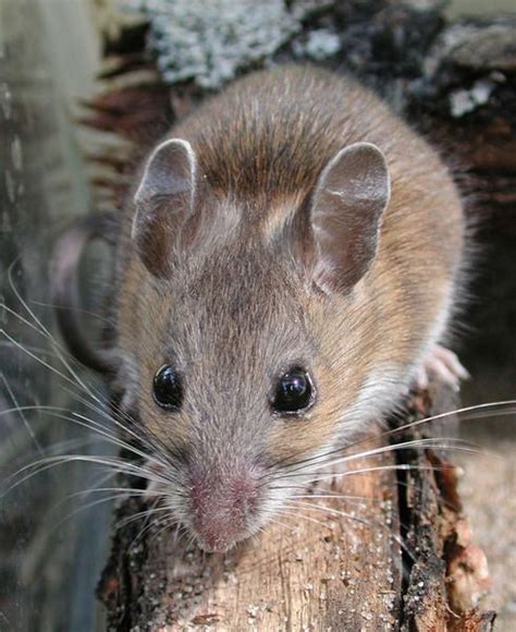 ADW: Peromyscus leucopus: PICTURES | Pet mice, Interesting animals ...