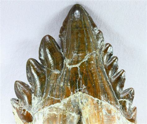 Basilosaurus Whale Tooth Fossil