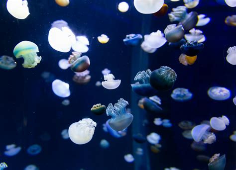 Translucent Jellyfish Inside Huge Aquarium · Free Stock Photo