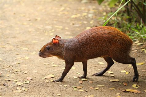 Common Agouti Rodent Running Across The Path Costa Rica Stock Photo ...