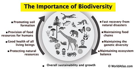 Why Is Biodiversity Critical To Life On Earth? - WorldAtlas