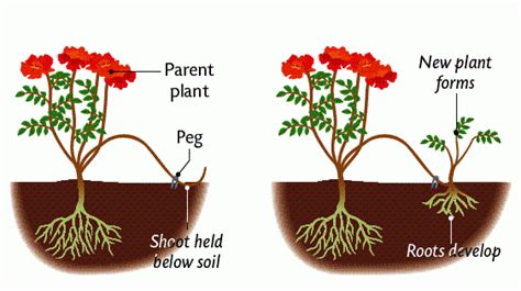 8 Ways To Propagate Plants - The Plant Guide | Plants, Propagation ...