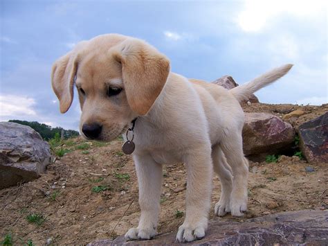 American Labrador Retriever Puppies