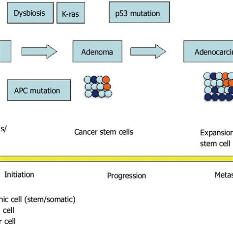 Schematic representation of human APC gene and design of appropriate ...