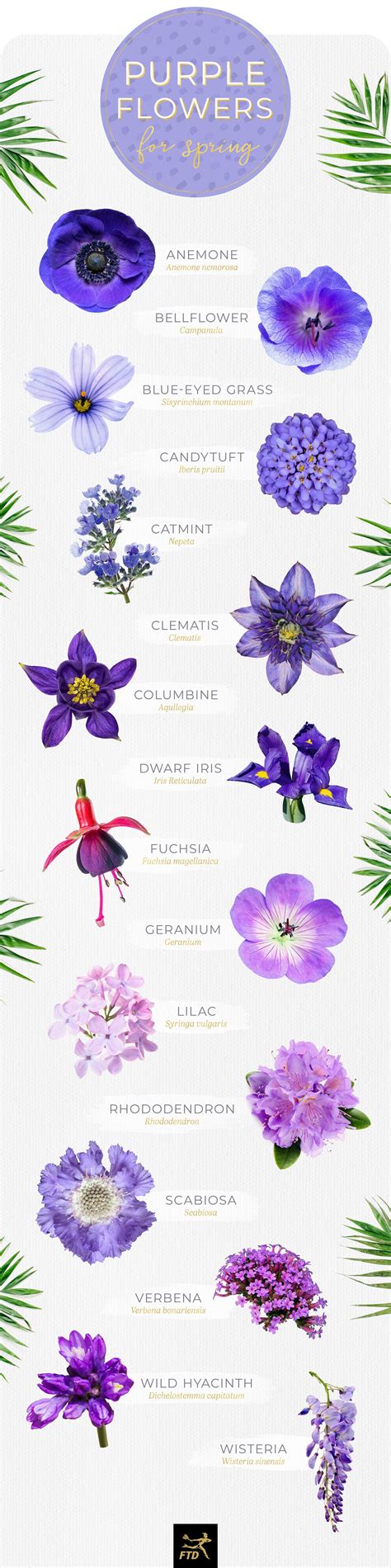 50 types of purple flowers – Artofit