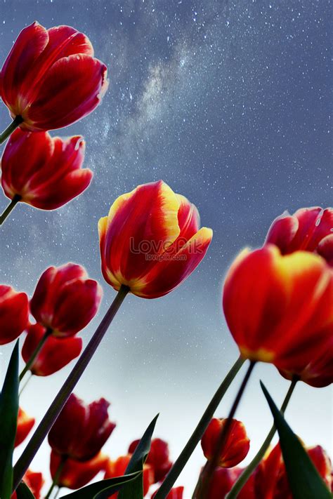 334 Background Bunga Tulip Images - MyWeb