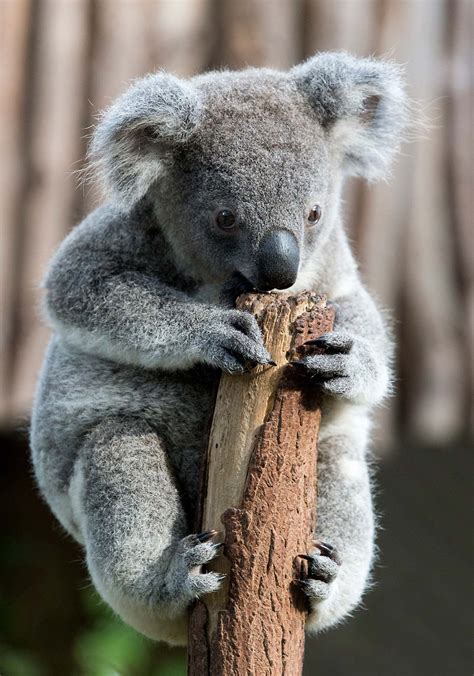 Koala Baby - World Photography - Image Galleries by Aike M. Voelker