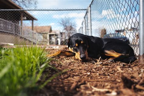 Is Mulch Safe for Dogs? (Plus 5 Reasons They Eat It) - My Backyard Life