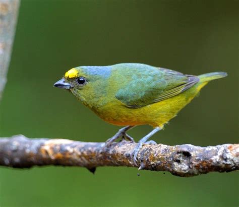 Bronze-green Euphonia (Euphonia mesochrysa), male | Copalinga Lodge ...