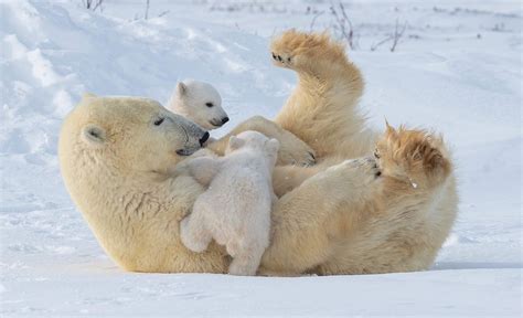 Polar Bear Cubs Playing