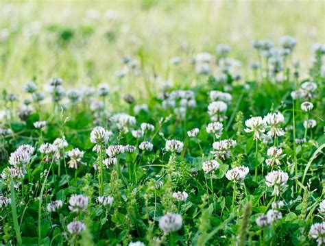 What is Microclover: Benefits, Planting Tips, and Comparisons - OPE Reviews