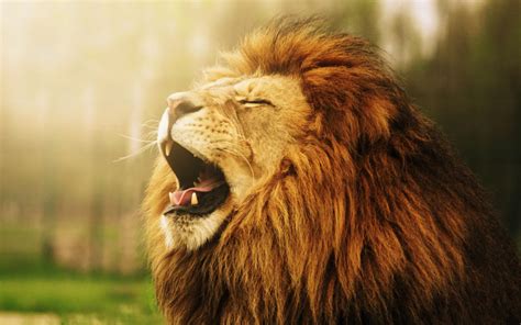 🔥 [70+] Lion Face Wallpapers | WallpaperSafari