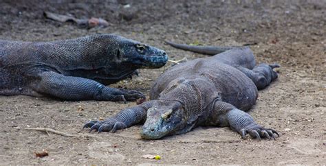 Bacteria or Venom? The Surprising Secret Behind the Komodo Dragon’s ...