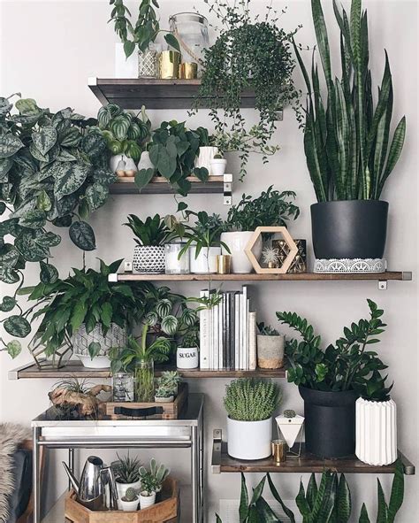 pinterest best indoor plants