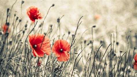 red, Flowers, Macro, Poppy, Poppies Wallpapers HD / Desktop and Mobile ...