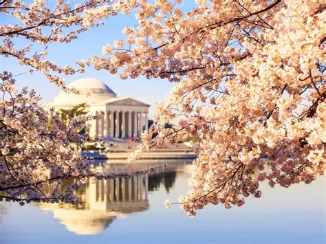 Enjoy DC's National Cherry Blossom Festival | Colorful places, Cherry ...