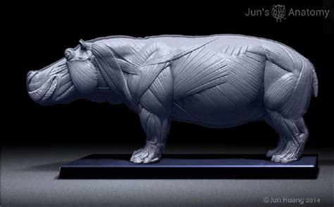 ArtStation - Hippo anatomy model, Jun Huang | 동물 해부학, 야수, 동물