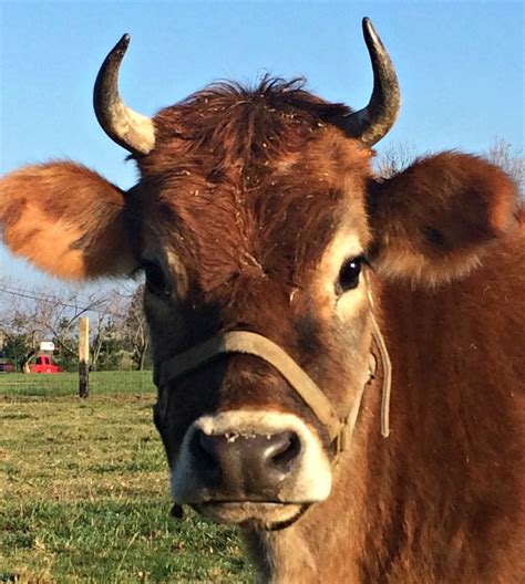 A Jersey Cow Horns - All About Cow Photos