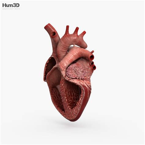 Human Heart Cross Section 3D model - Download Anatomy on 3DModels.org