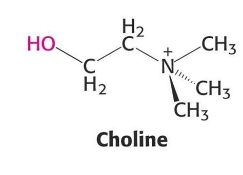 choline structure - Biology - Biomolecules - 11664858 | Meritnation.com