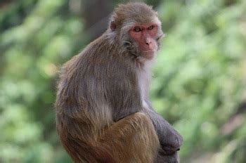 Assam Macaque Monkey: Lifespan, Habitat & Facts | Study.com