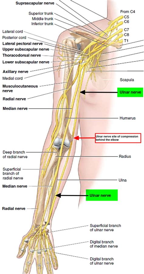 Ulnar neuropathy causes, symptoms, diagnosis, treatment & exercises