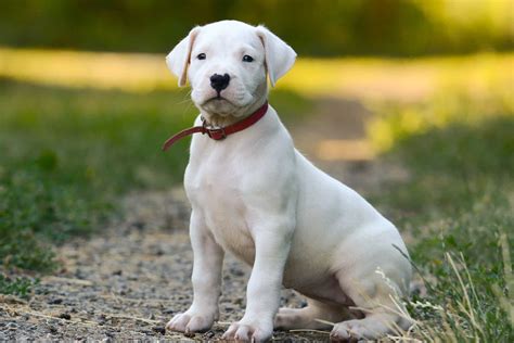 How Much Does a Dogo Argentino Cost? (2024 Price Guide)