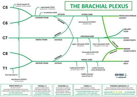 Anatomy - Brachial Plexus | Geeky Medics | Plexus products, Brachial ...