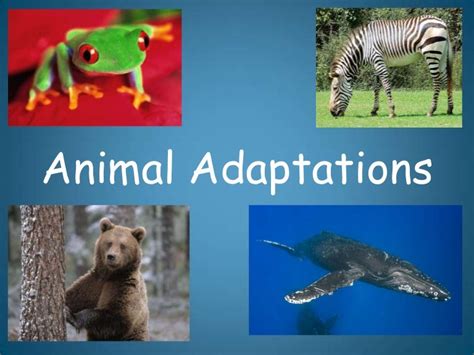 Animal adaptations introduction