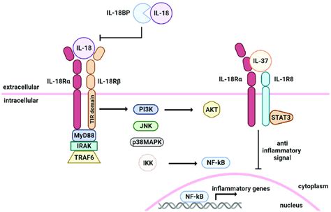 IL-18 signal transduction. When IL-18 binds to IL-18Rα (IL-1 ...