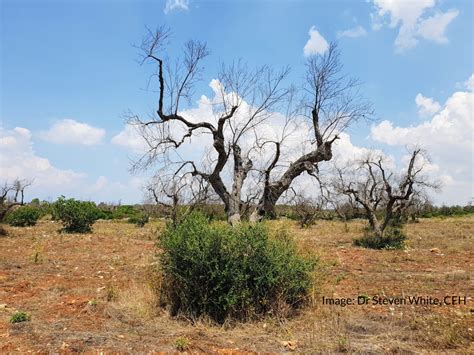 What is Xylella fastidiosa? | John Innes Centre