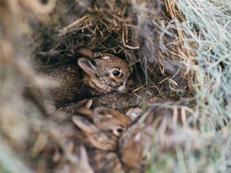 Feeding & Caring For Orphans - Rabbit.org