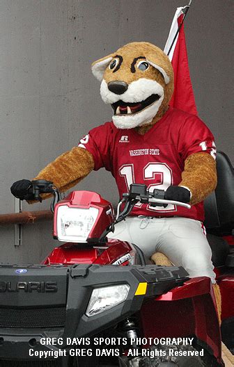 Butch T. Cougar (Butch) | Washington State Cougars Mascot - Washington ...