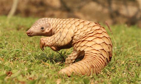 Everything you need to know about pangolins | Wanderlust