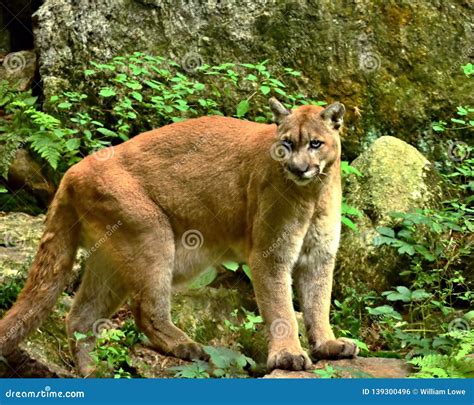 An Angry Looking Cougar Walking in it`s Natural Habitat Stock Photo ...