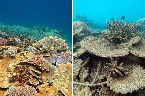 Great Barrier Reef Hit by Worst Coral Die-Off on Record, Scientists Say ...