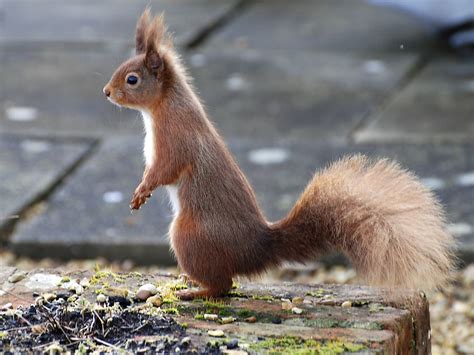 Common Types of Squirrels in the UK | Fantastic Pest Control