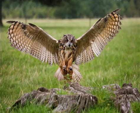 Eagle Owl Facts | Eagle Owl Diet, Habitat, and Behavior - Animals Time