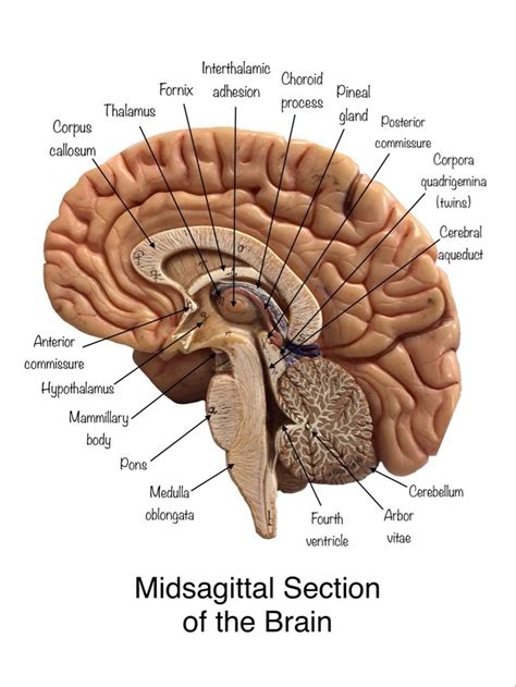 Midsagittal Section Of The Brain Brain Anatomy Human Brain Anatomy ...