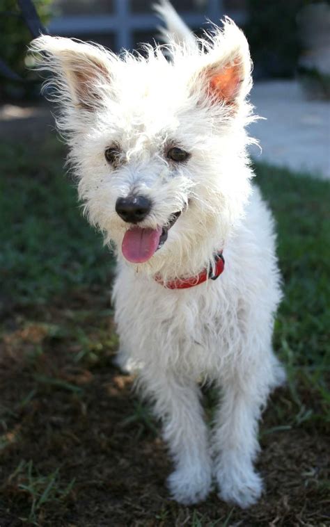 West Highland White Terrier Westie & Poodle Mix • Young • Male ...