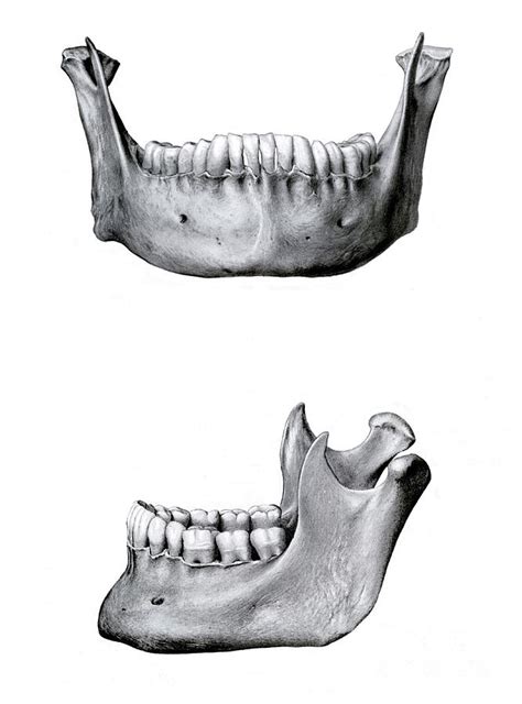 Lower Jaw Bone Photograph by Microscape/science Photo Library - Fine ...