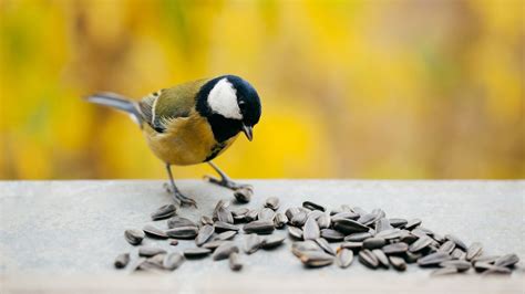 What Birds Eat Seeds | Storables