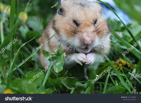 Funny Face Hamster Stock Photo 1021238092 | Shutterstock