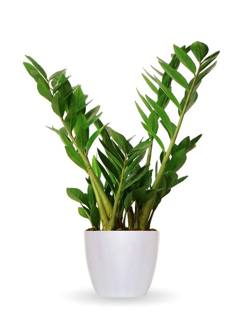 How To Care for Your ZZ Plant – How to Care for Houseplants